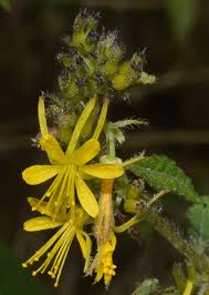 Image result for Triumfetta pilosa