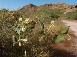 Image result for Cynanchum gonoloboides