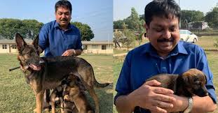 The belgian malinois is smart, loyal and confident dog. Belgian Malinois Dog Breed That Chased Down Baghdadi To Join Kerala Police Kerala News English Manorama