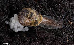 White Caviar Is Britain Ready For Snails Eggs Snail Pet Snails White Caviar