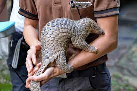 High quality images of animals (not having sex). Asean S Pangolin Disaster The Asean Post