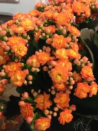 Garden Answers Plant Identification Kalanchoe Blossfeldiana Plants Kalanchoe Flowers