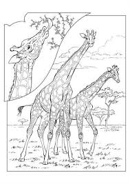 This set of three printable valentine coloring pages from printable treats is a load of cuteness. Kids N Fun Com 45 Coloring Pages Of Giraffe