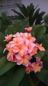 Plumeria 39 Penang Peach 39 Peach Penang Plumeria Hawaii Flowers Plumeria Flowers Amazing Flowers