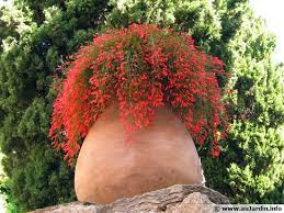 Fleurs plein soleil jardin en plein soleil jardin facile. L Hivernage Des Plantes En Pot