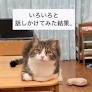 じっと見つめてくる猫→『何を言っても反応しない』と思ったら…まさかの理由と『可愛すぎる瞬間』が63万再生「キュンときた」「すごい」 (2025年7月15日)