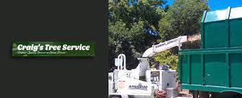 Craig S Tree Service Stump Removal Performs Tree Service In Greeneville Tn