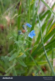 Image result for Cynoglossum amplifolium