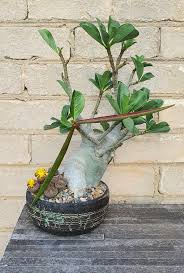 Image result for Pseudocalyx saccatus