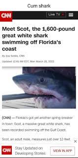 Cum shark Live TV Meet Scot, the 1,600-pound great white shark swimming off  Florida's coast By Zoe Sottile, CNN Updated 41 AM EDT, Mon March 28, 2022  (CNN) - Florida's got yet