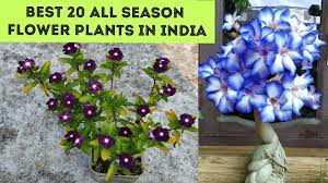 All Season Flower Plants In India Plant Names With Pictures Youtube Flowering Plants In India Planting Flowers Vertical Garden Plants