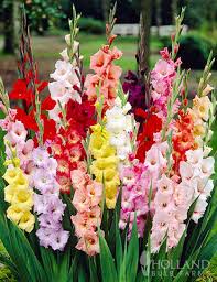 Image result for Gladiolus hollandii