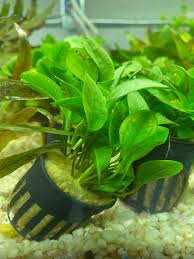 Image result for Ranalisma