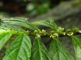 Image result for Elatostema monticola