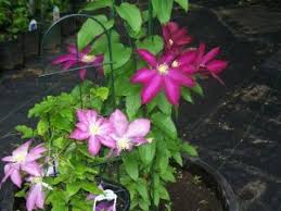 Steps to growing clematis in pots. How To Grow Clematis In Containers