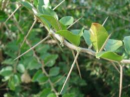 Image result for Dovyalis macrocalyx