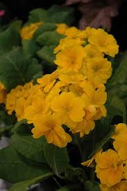 Image result for Primrose Yellow 1958 Admiral