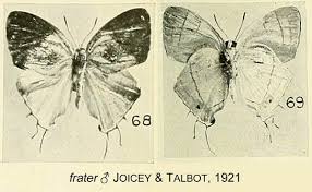 Image result for Tapinanthus erectotruncatus