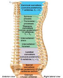 We did not find results for: The Vertebral Column