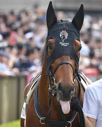 horror trippのinstagram写真をチェック いいね 136件 horses doggy horse crazy