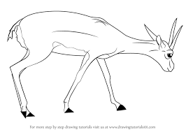 No need to register, buy now! Learn How To Draw A Gazelle Wild Animals Step By Step Drawing Tutorials