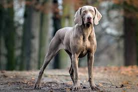 Explore 4 listings for blue weimaraner puppies for sale at best prices. Weimaraner Puppies For Sale Price Range Weimaraner Dogs Cost