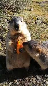 Bir Belgesel On Twitter Elindeki Havucu Kaptirdigini Agzindaki Lokma Bitince Fark Eden Sapsik In 2020 Cute Wild Animals Cute Animals Funny Animals