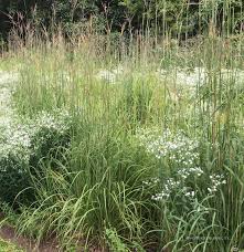 Image result for Andropogon