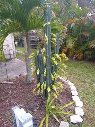 It's may and my cactus is already blooming. This Night Blooming Cactus Only Blooms Once A Year And Only For A Few Days The Flowers Blooming Around 10om I Am Lucky Enough To Be House Sitting When It Bloomed