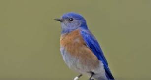 Blue Birds Of Central Oregon Oregon Near I 5 Champoeg Features A Unique Combination Of History Nature And Recreation Situated On The South Ba Oregon State Parks Oregon Travel Blue Bird
