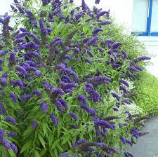 I highly recommend obtaining your flowers from a nursery if possible. Best Shrubs That Bloom All Year Garden Shrubs Landscaping Plants Plants