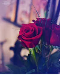 Redrose Love Fashion Dpz More Dpzforgirls Makeup Lipsmakeup Dresses Roses Flower Phone Wallpaper Beautiful Flowers Wallpapers Red Roses Wallpaper