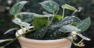 Scindapsus silver splash available for sale, plant seller, get free shipping with purchase over $600 for all types of plants ! Satin Pothos Silver Pothos Care Growing Scindapsus Pictus