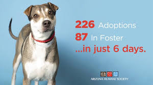 There are some changes to shelter adoption and foster programs. Arizona Humane Society On Twitter Uplifting News In 6 Days Phx Adopted 226 Pets Took 87 Into Foster Homes From Ahs Thx Bissellpets Staff Volunteers Donors Our Community Your Support