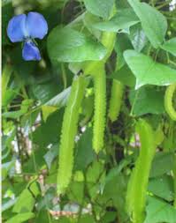 Image result for Psophocarpus