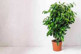 Image result for ficus benjamina en casa