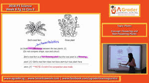Maybe you would like to learn more about one of these? 2018 P3 Science Week 8 Plant Flowering And Non Flowering Plants Youtube
