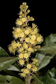 Image result for Brachylaena discolor