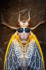 Need help understanding advantages of prime number lifecycle (self.cicadas). The Case Of Long Island S Disappearing Brood X Cicadas The New York Times