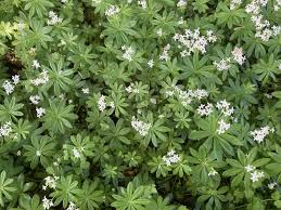 Image result for Galium simense