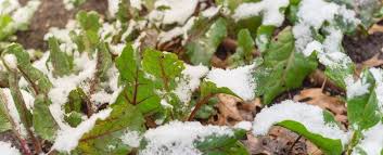 First Frost Date--A Guide to When to Plant