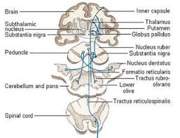 Apibs Biology Classes Extra Pyramidal Tract Facebook