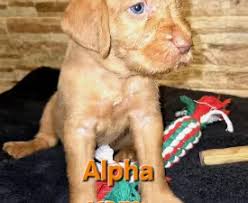 Image result for maďarský ohař drátosrstý