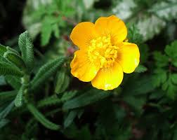 Image result for Ranunculus rionii
