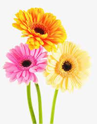Millions Of Png Images Backgrounds And Vectors For Free Download Pngtree Flower Wallpaper Cymbidium Orchids Yellow Flowers