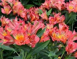 Alstroemeria Inca Joli Peruvian Lily Alstroemeria Wedding Flowers Peruvian Lilies Alstroemeria