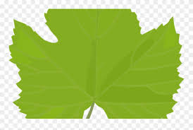 Hence, the identification and diagnosis of grape leaf diseases have received extensive attention from orchard workers and experts on disease and pest control. Leaf Common Grape Vine Grape Leaves Plant Stem Plants Grapes Leaves Clipart Png Download 3581592 Pinclipart