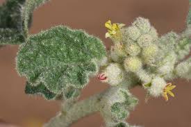 Image result for Chrozophora plicata