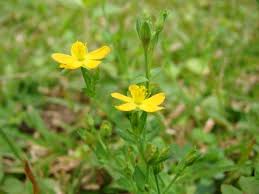 Image result for Hypericum roeperianum