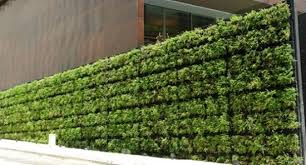Le Mur Vegetal Pour Isoler Le Balcon Du Regard Des Autres Design De Cloture Clotures De Separation Mur Vegetal